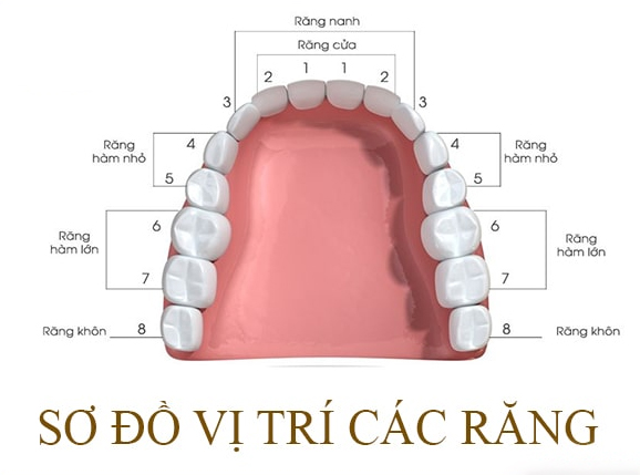 4. Phương Pháp Nhổ Răng Số 8